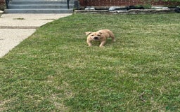 American Bully dogs for sale: Dutches - Image 2