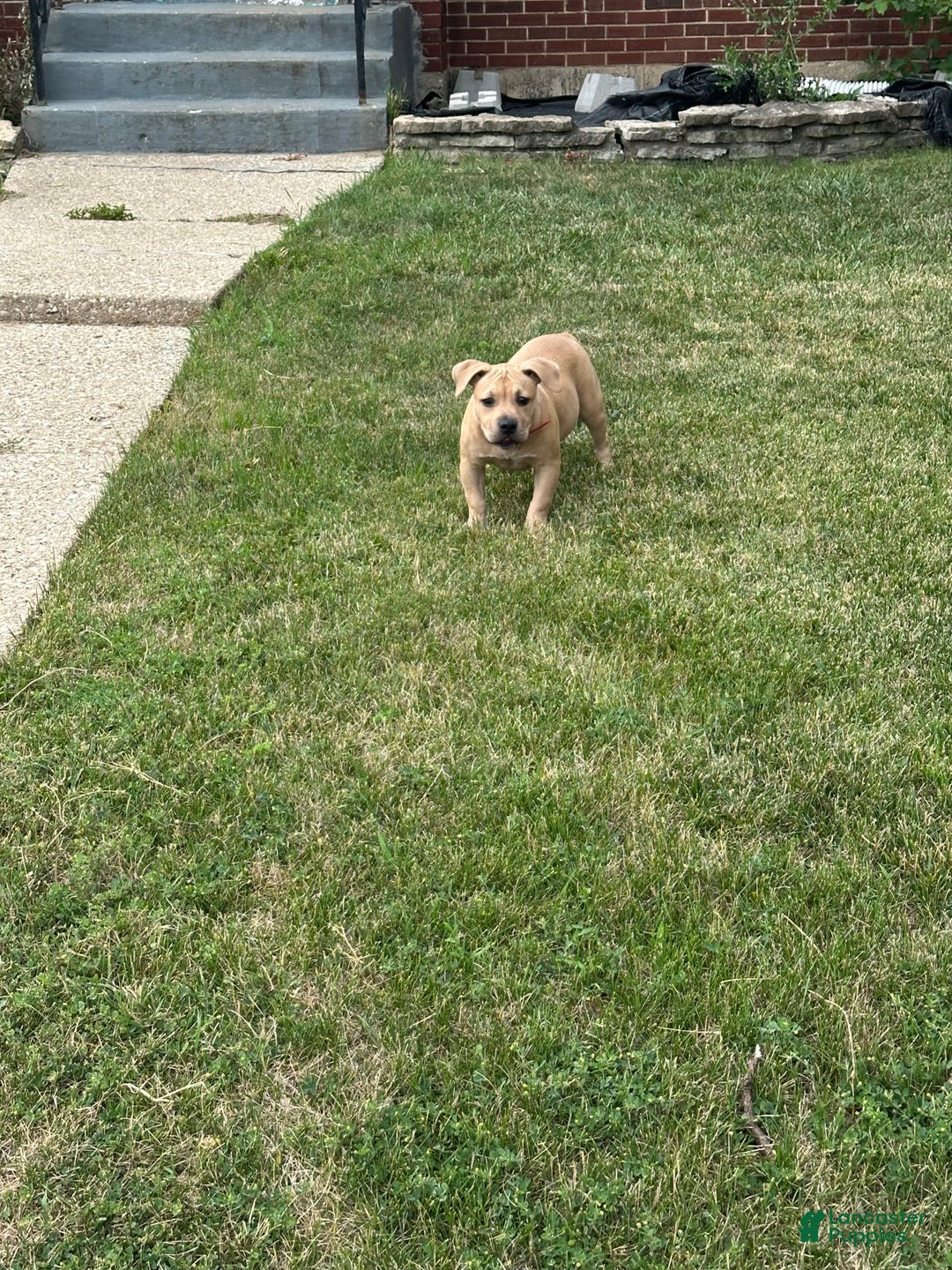 American Bully dogs for sale: Dutches - Image 2