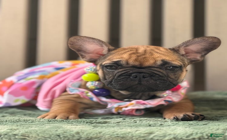 French Bulldog dogs for sale - Ad 5