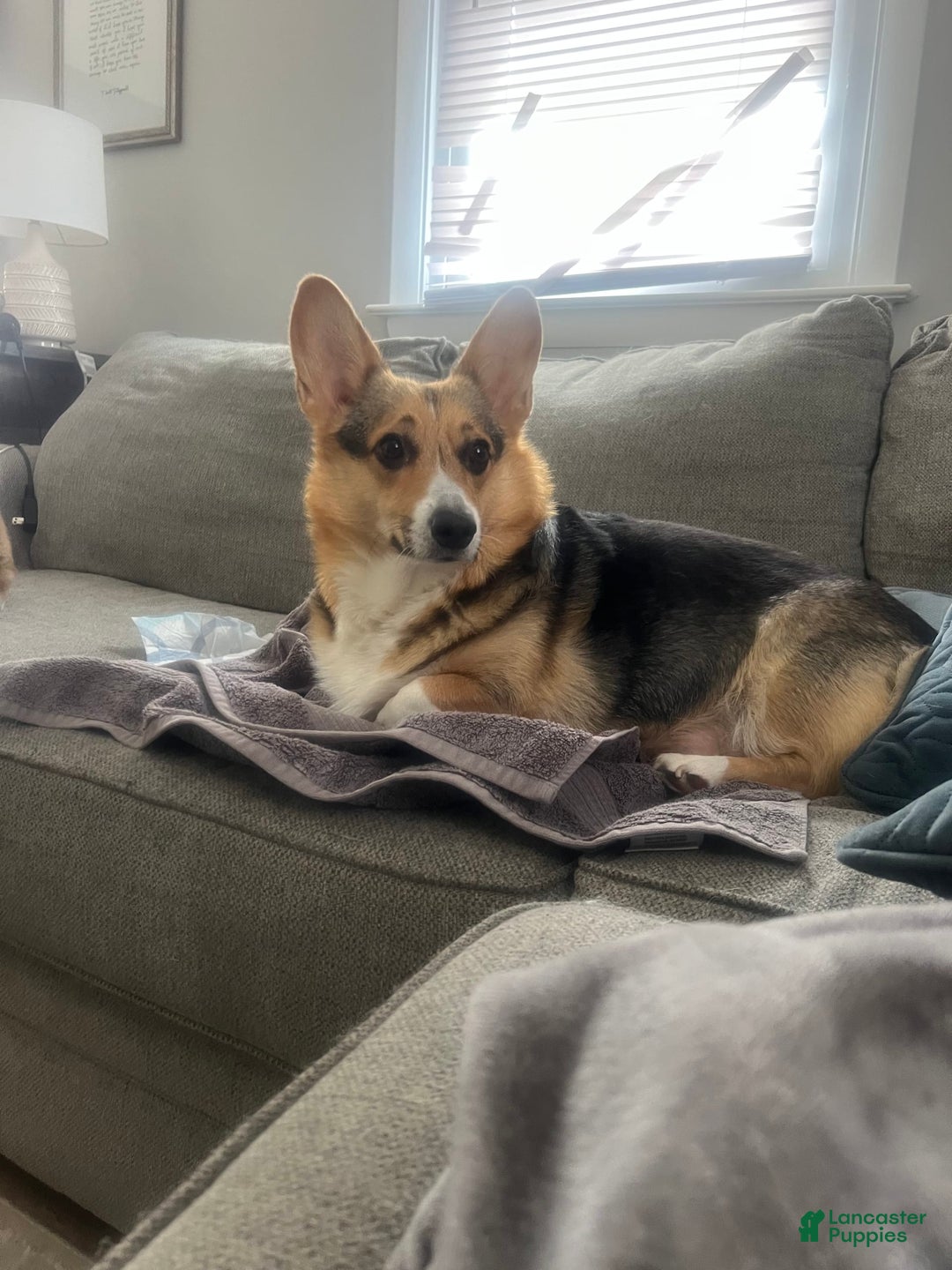 Welsh Corgi Pembroke dogs for sale: Murphy - Image 4