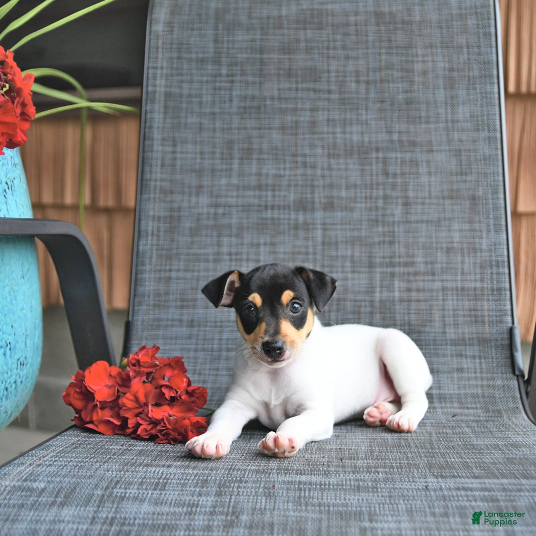 Toy Fox Terrier dogs for sale: Flynn - Image 5