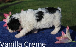 Spanish Water Dog dogs for sale: Vanilla Creme - Image 2