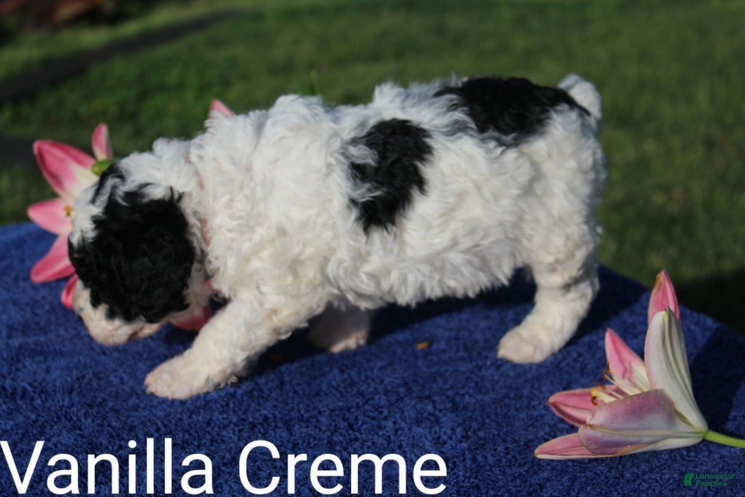 Spanish Water Dog dogs for sale: Vanilla Creme - Image 2