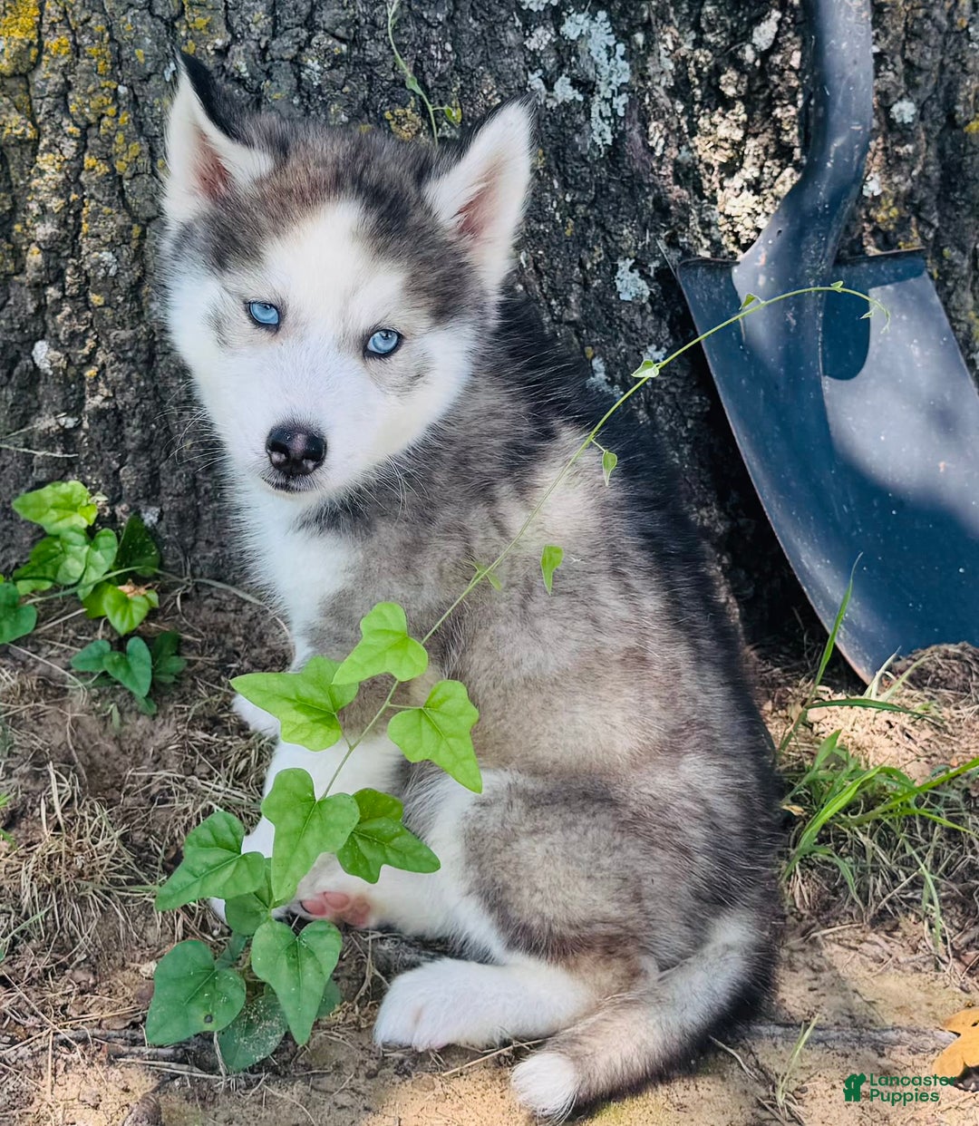 Siberian Husky dogs for sale: Juno - Image 11