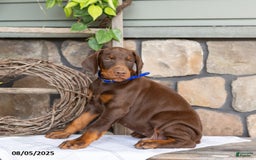 Doberman Pinscher dogs for sale: Royal - Image 3