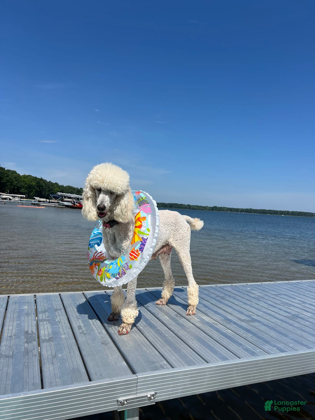 Standard Poodle dogs for sale: Harbor / Purple Girl - Image 2