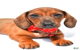 Miniature Dachshund dogs for sale: Issac - Image 2