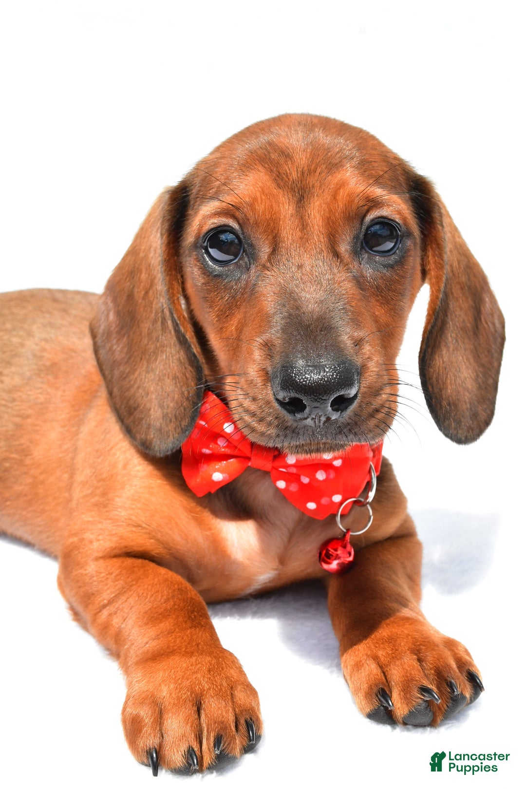 Miniature Dachshund dogs for sale: Issac - Image 2