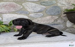 English Mastiff dogs for sale: Bruno - Image 11