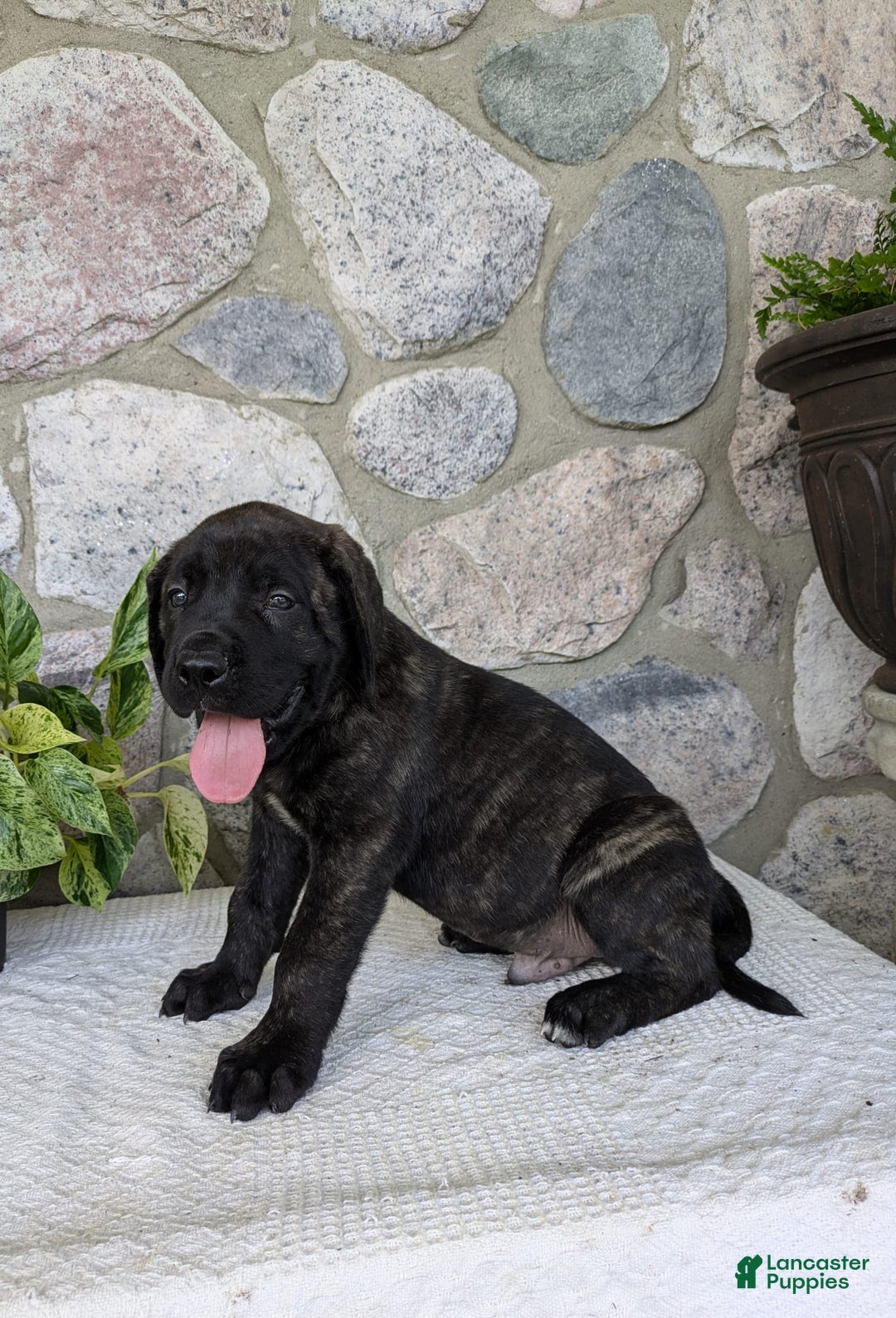 English Mastiff dogs for sale: Bruno - Image 11
