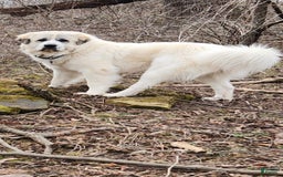 Great Pyrenees dogs for sale: Black - Image 14