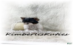 Yorkshire Terrier dogs for sale: Little Blair - Image 4