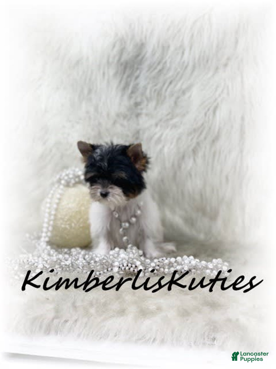 Yorkshire Terrier dogs for sale: Little Blair - Image 4