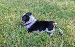 Australian Cattle Dog dogs for sale: Candy - Image 6