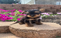 Yorkshire Terrier dogs for sale: Rebel - Image 2