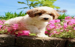 Miniature Poodle dogs for sale: Charlie - Image 6