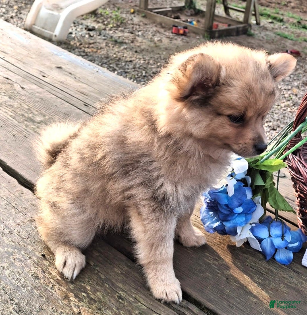Pomchi dogs for sale: Junebug - Image 3