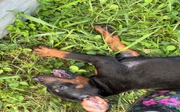 Doberman Pinscher dogs for sale: Hunter - Image 2