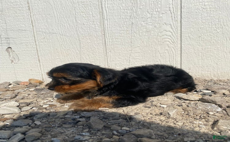 Yorkshire Terrier dogs for sale - Ad 1