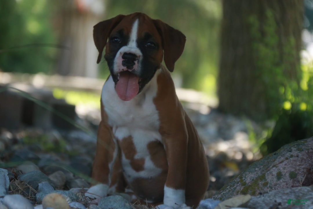 Boxer dogs for sale: Stacy - Image 7