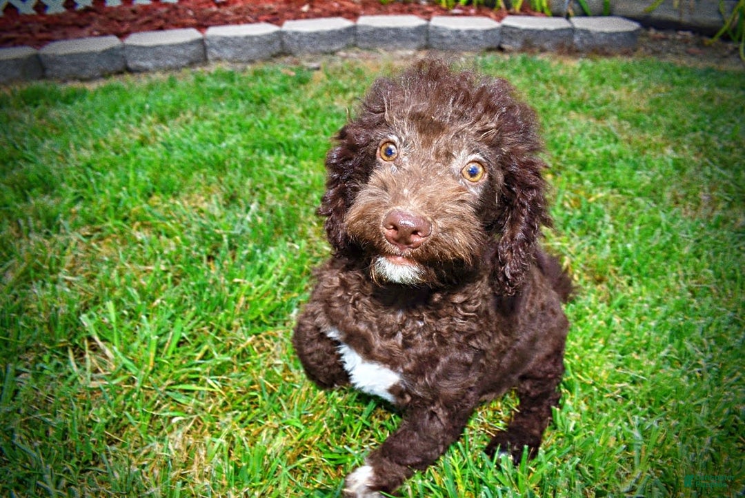 Havapoo dogs for sale: Teddy - Image 3