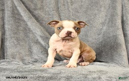 Boston Terrier dogs for sale: Leo - Image 1