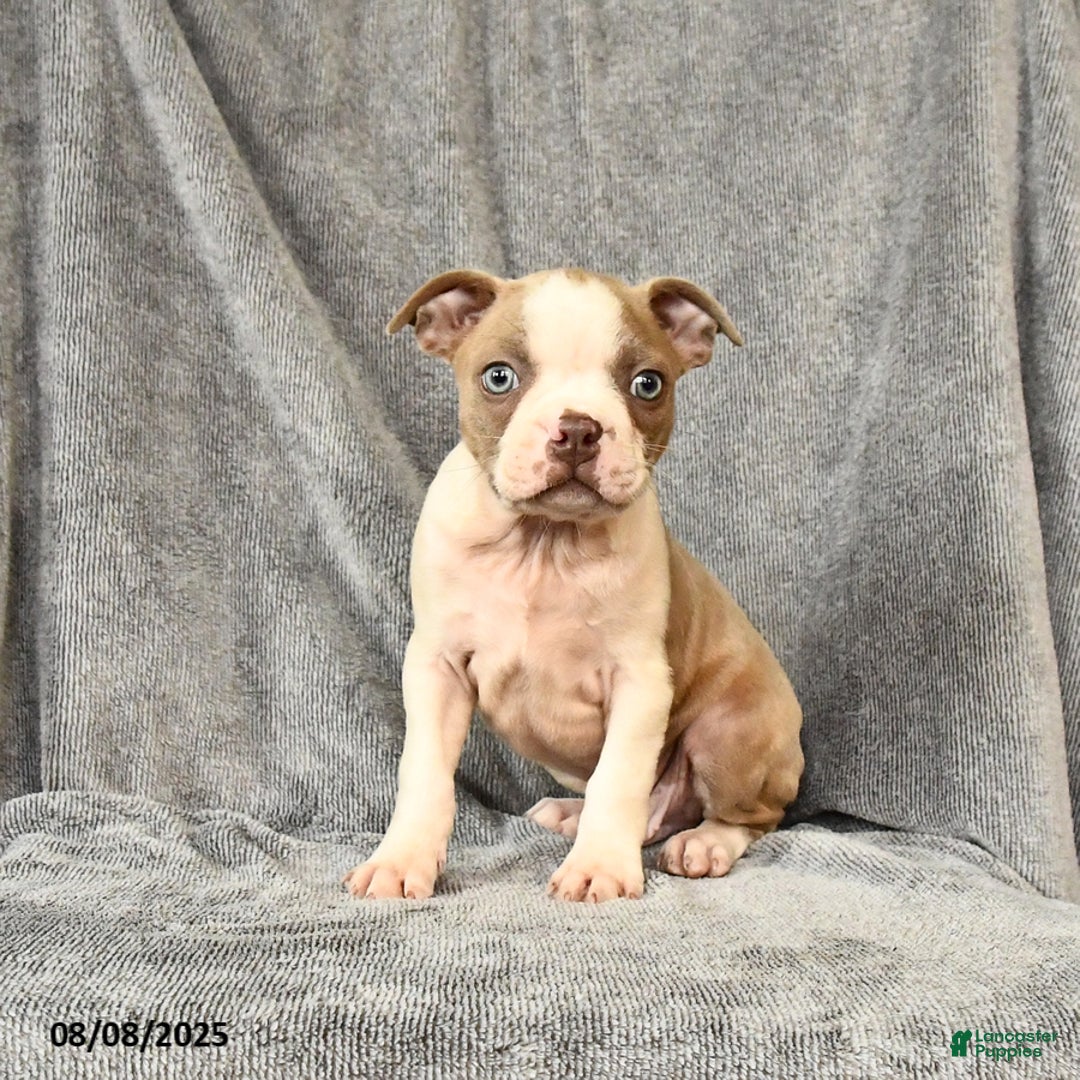 Boston Terrier dogs for sale: Leo - Image 1