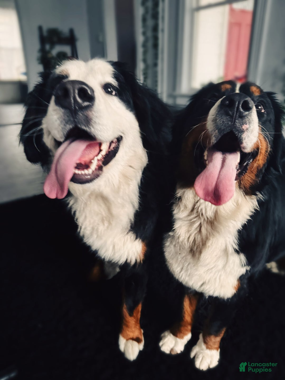 Bernese Mountain Dog dogs for sale: Female - Image 6