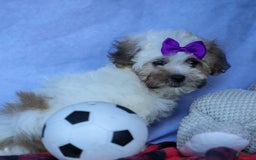 Shihpoo dogs for sale: Scarlett - Image 6