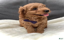Cockapoo dogs for sale: Finn - Image 5