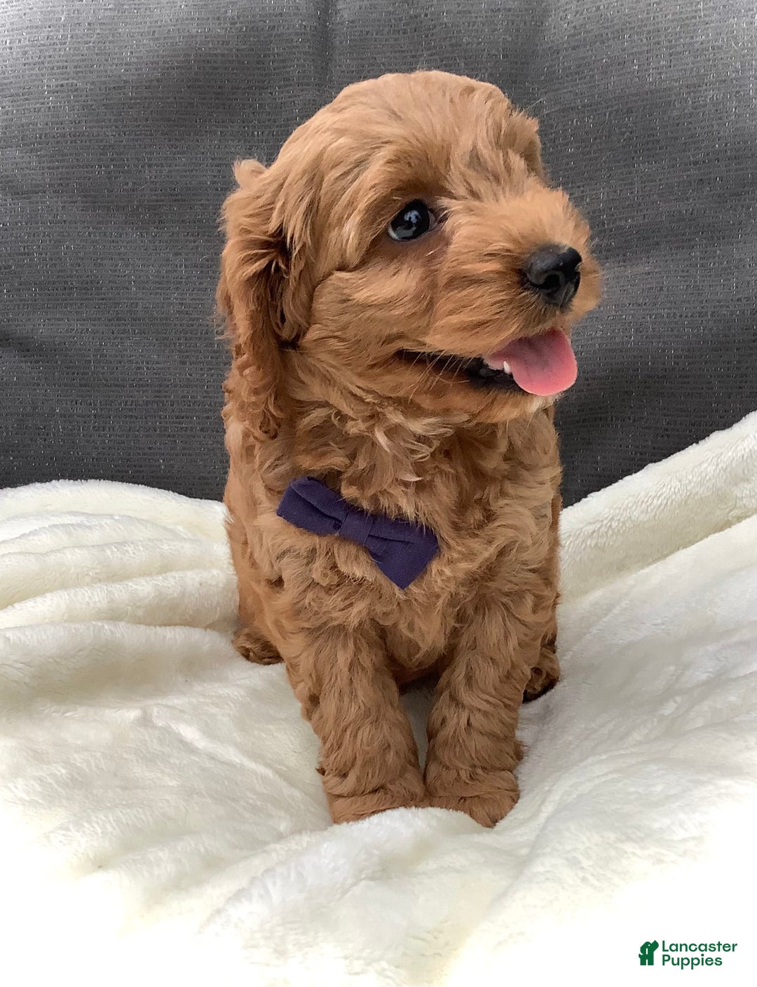 Cockapoo dogs for sale: Finn - Image 5
