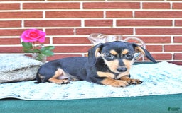Miniature Dachshund dogs for sale: Cola - Image 27