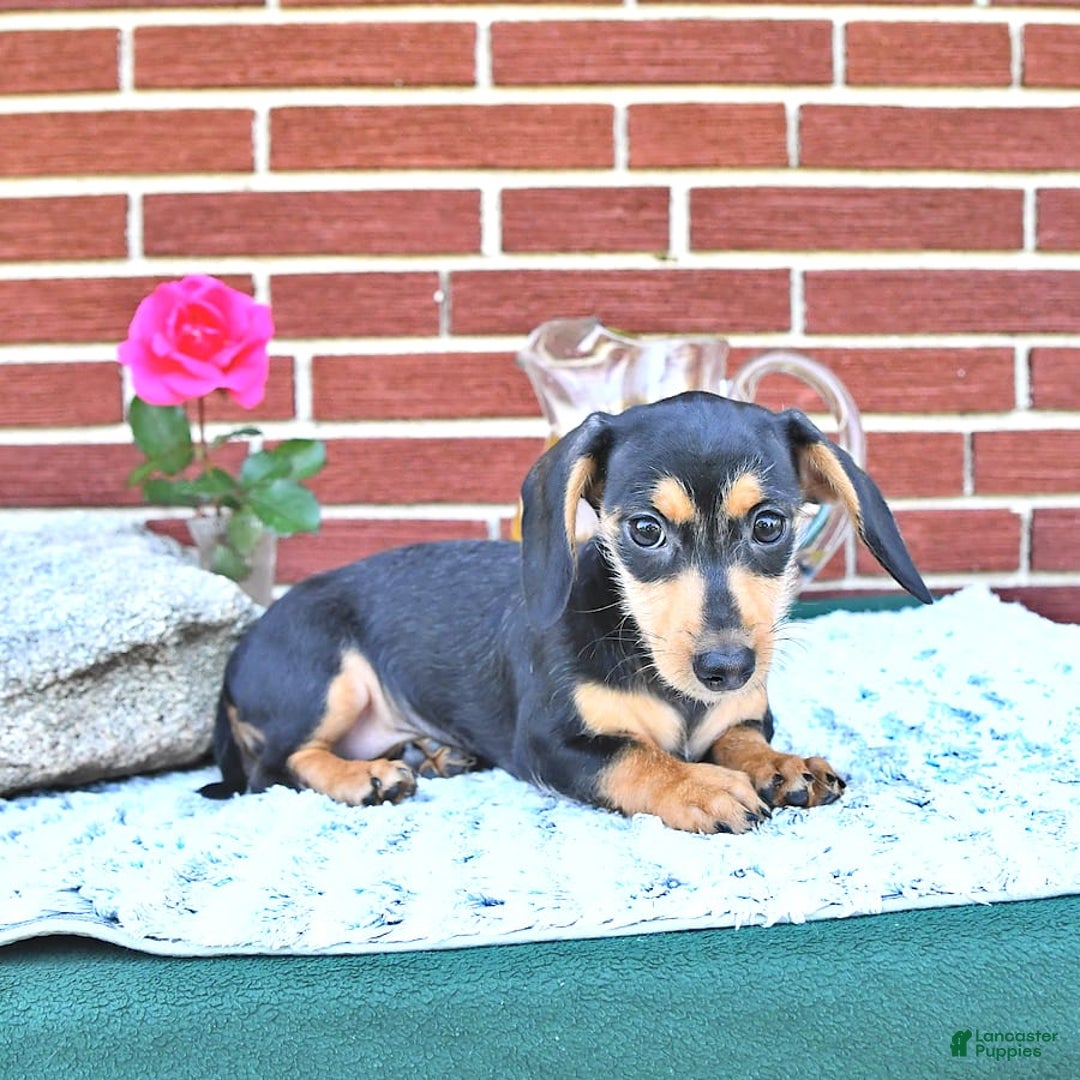 Miniature Dachshund dogs for sale: Cola - Image 27