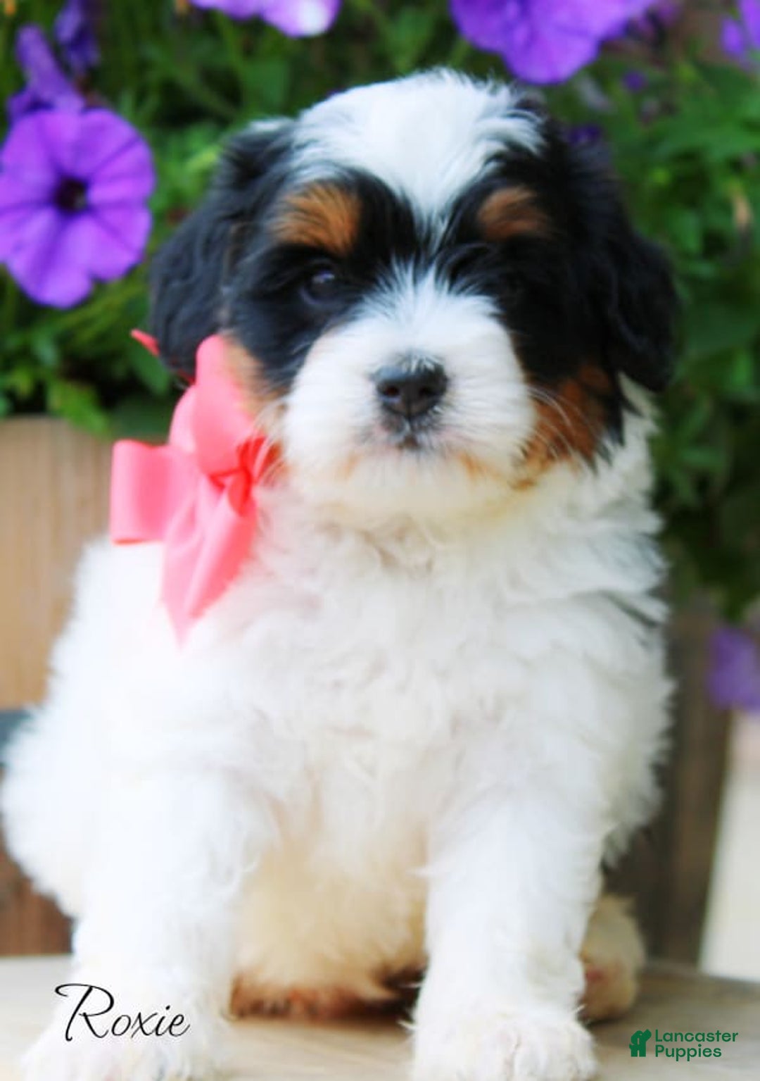 Mini Bernedoodle dogs for sale: Roxie - Image 1