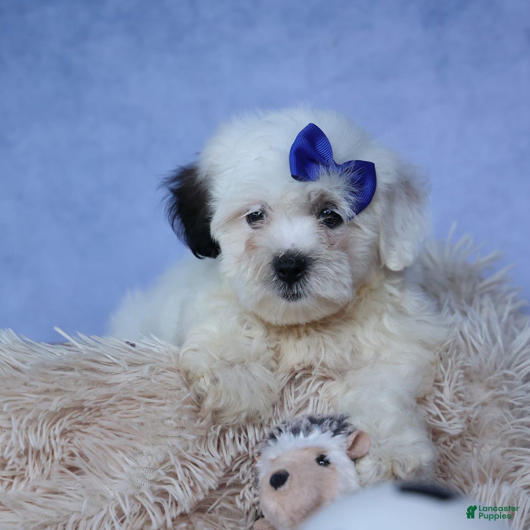 Shihpoo dogs for sale: Captain - Image 1