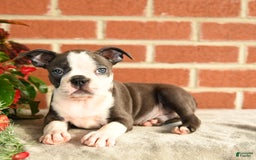Boston Terrier dogs for sale: Archie - Image 4