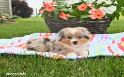Welsh Corgi Pembroke dogs for sale: Twix - Image 4