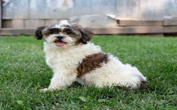 Shihpoo dogs for sale: Anya - Image 16