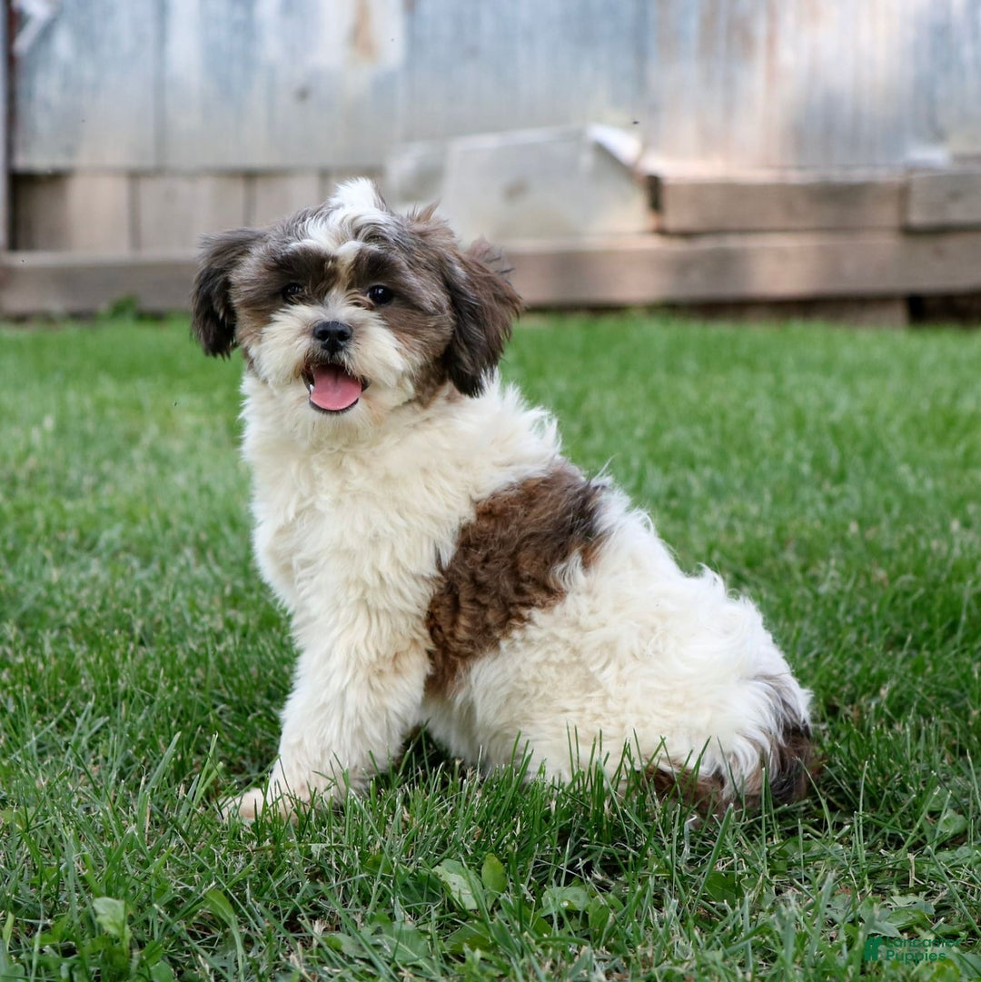 Shihpoo dogs for sale: Anya - Image 16