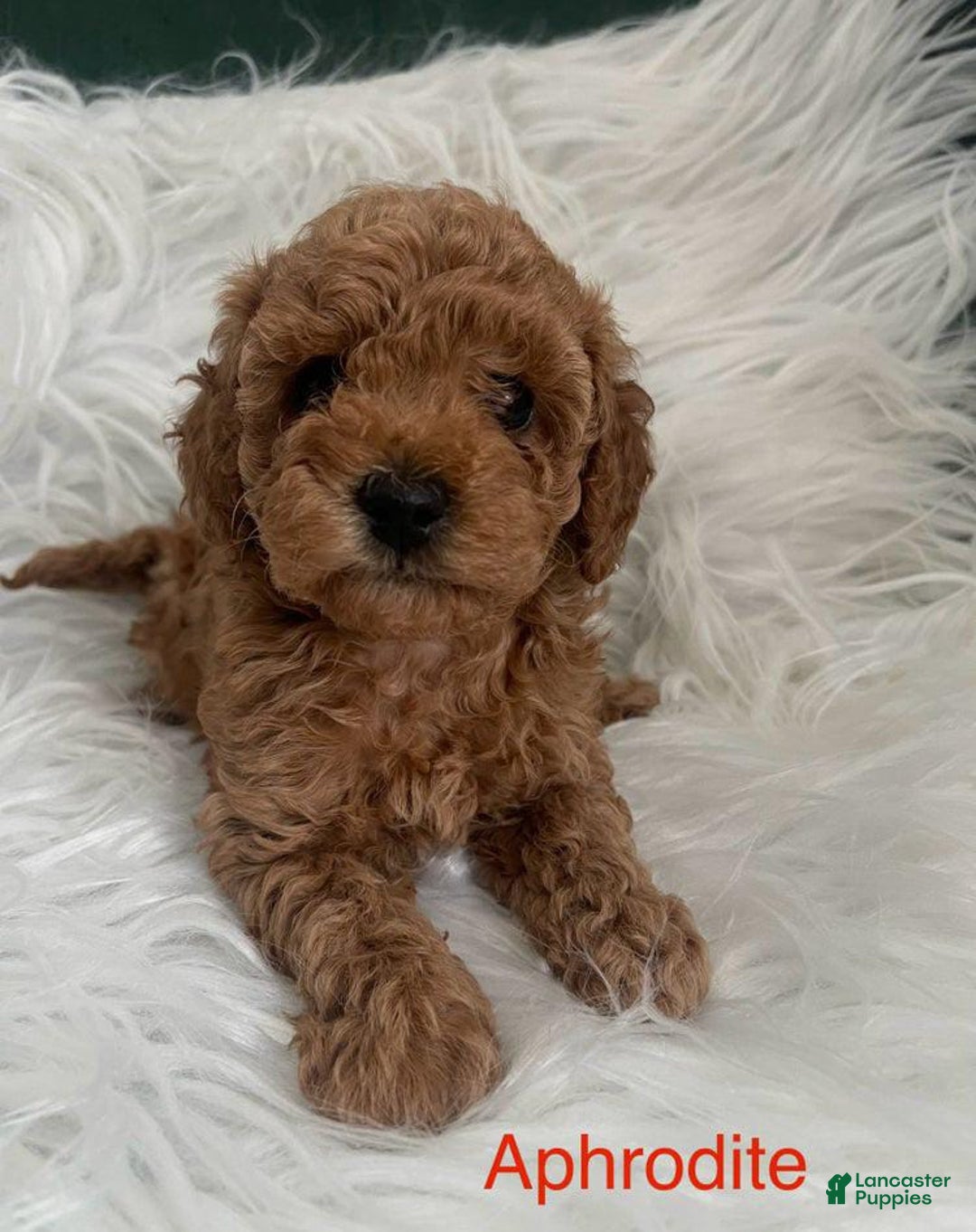 Toy Poodle dogs for sale: Aphrodite - Image 2