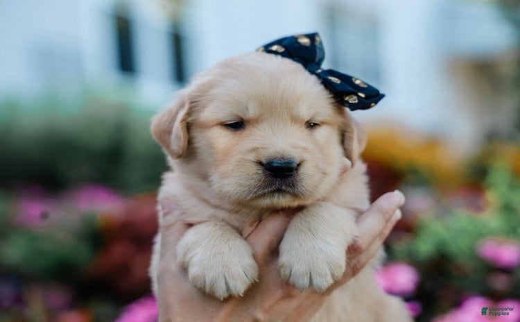 Golden Retriever dogs for sale - Ad 1