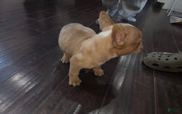 American Bully dogs for sale: Delila - Image 3