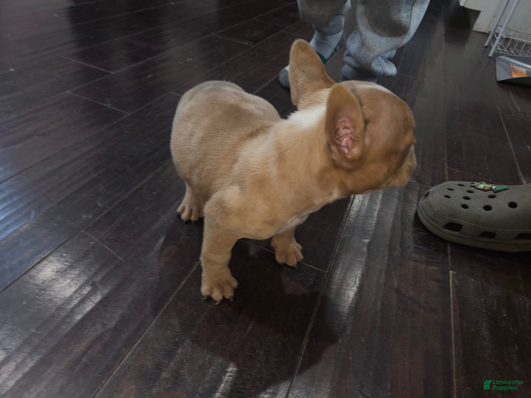 American Bully dogs for sale: Delila - Image 3