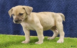 Catahoula Leopard Dog dogs for sale: Duchess 2025 Male 3 - Image 10
