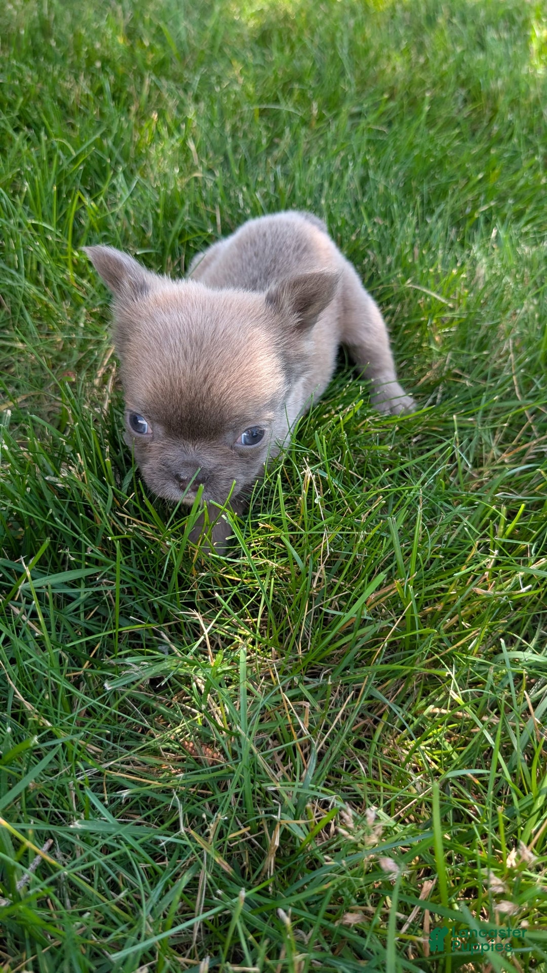 French Bulldog dogs for sale: Talia - Image 5