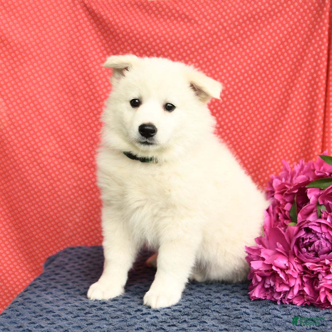 American Eskimo dogs for sale: Magnolia - Image 8
