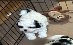 Shihpoo dogs for sale: Oreo - Image 1
