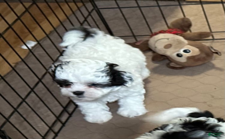 Shihpoo dogs for sale - Ad 3