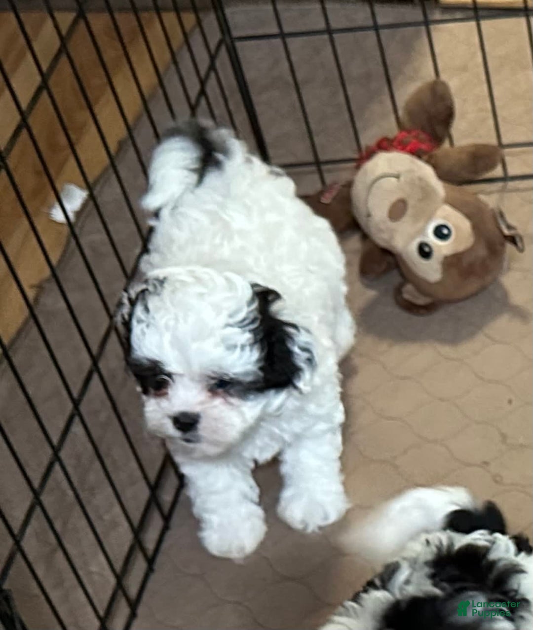 Shihpoo dogs for sale: Oreo - Image 1