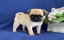 Pug dogs for sale: Elsie - Image 2